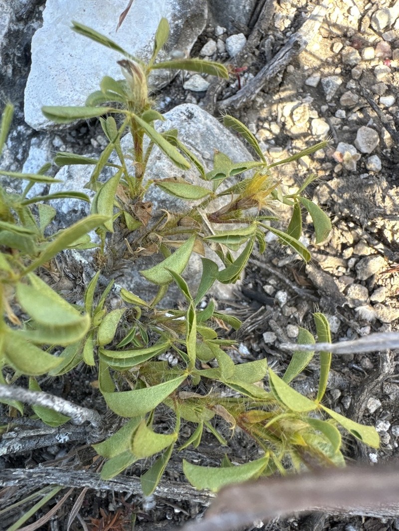 Argyrolobium barbatum photo 3