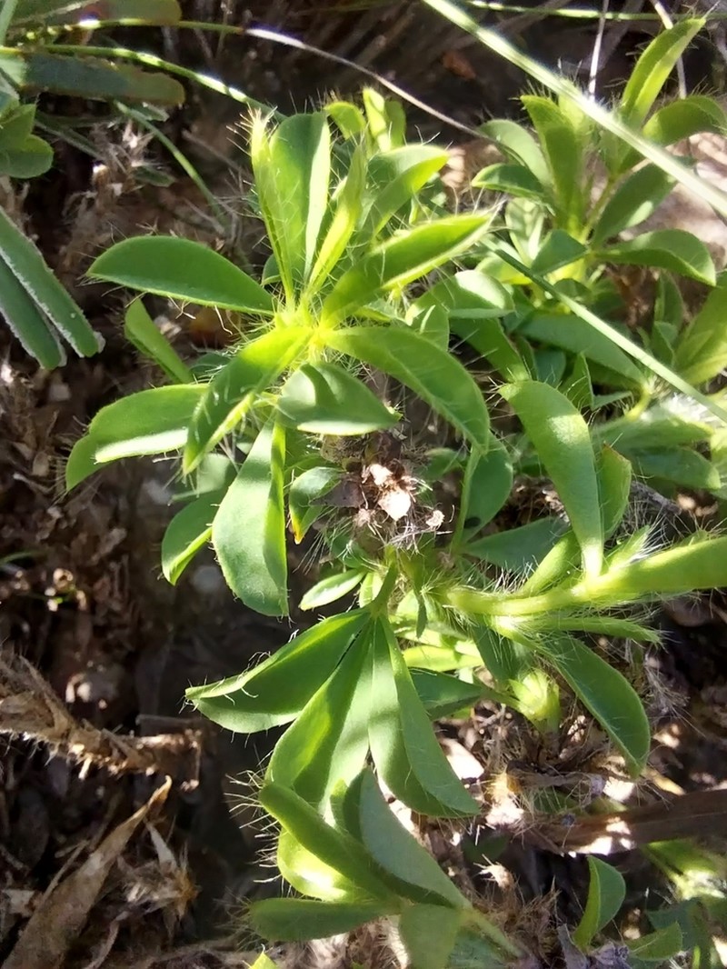 Argyrolobium barbatum photo 4