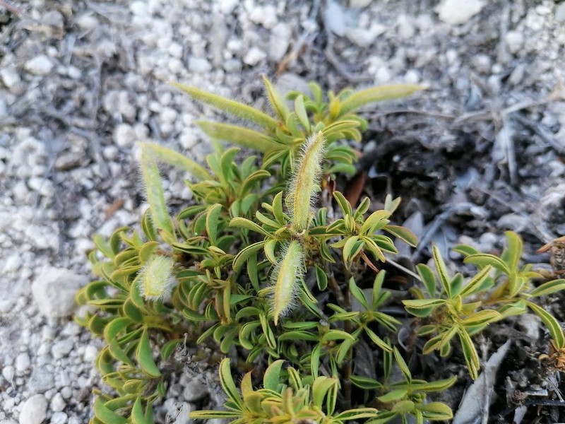 Argyrolobium barbatum photo 5