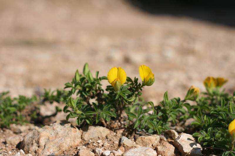 Argyrolobium barbatum photo 6