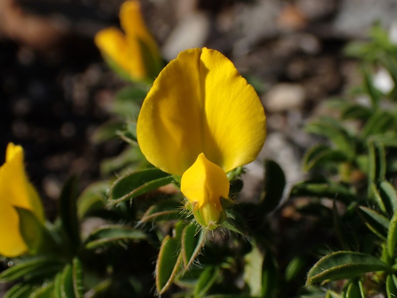 Argyrolobium barbatum photo 7