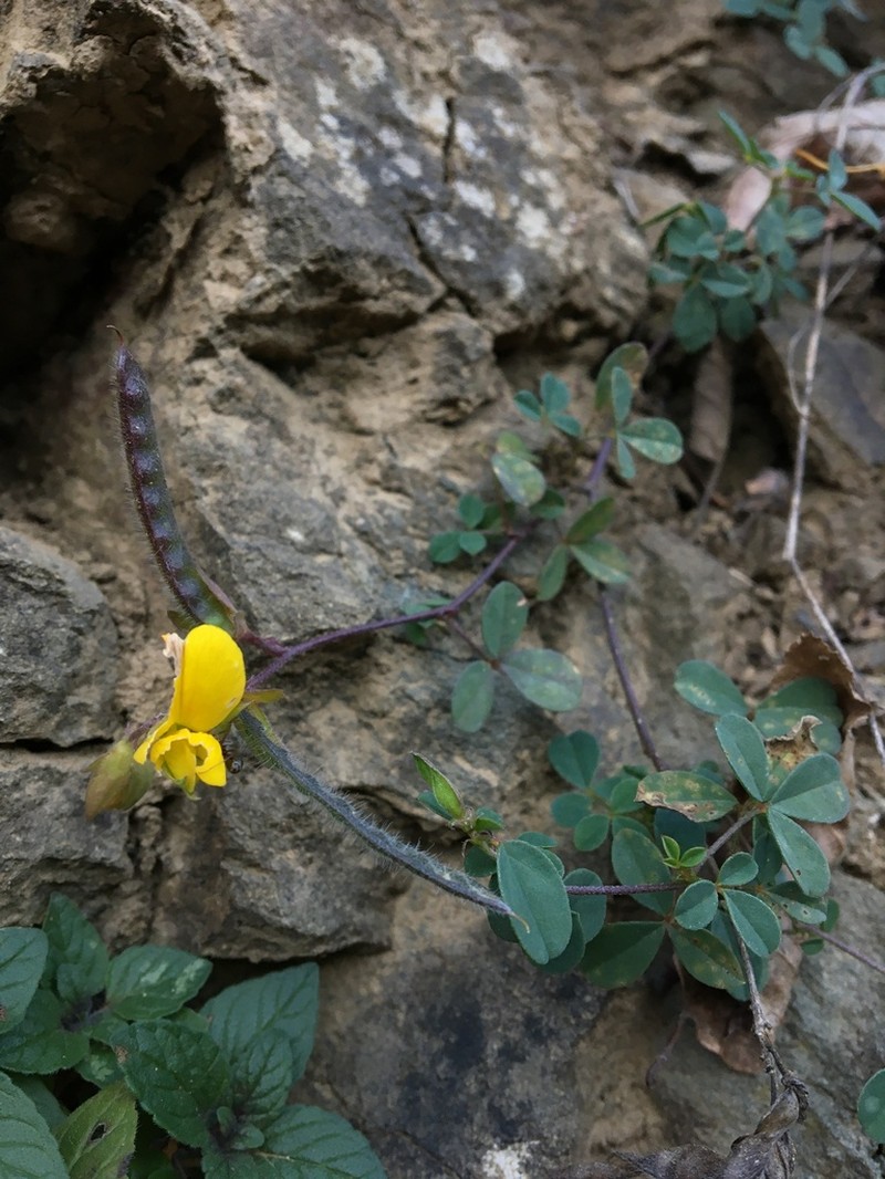 Argyrolobium biebersteinii photo 2