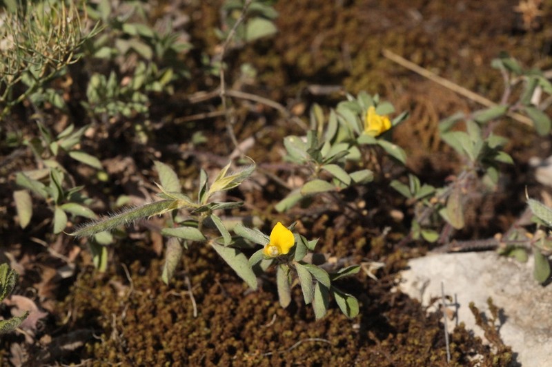 Argyrolobium biebersteinii photo 3