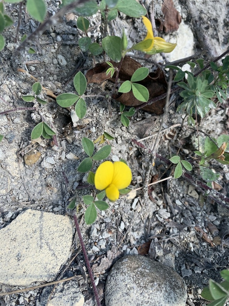 Argyrolobium biebersteinii photo 4