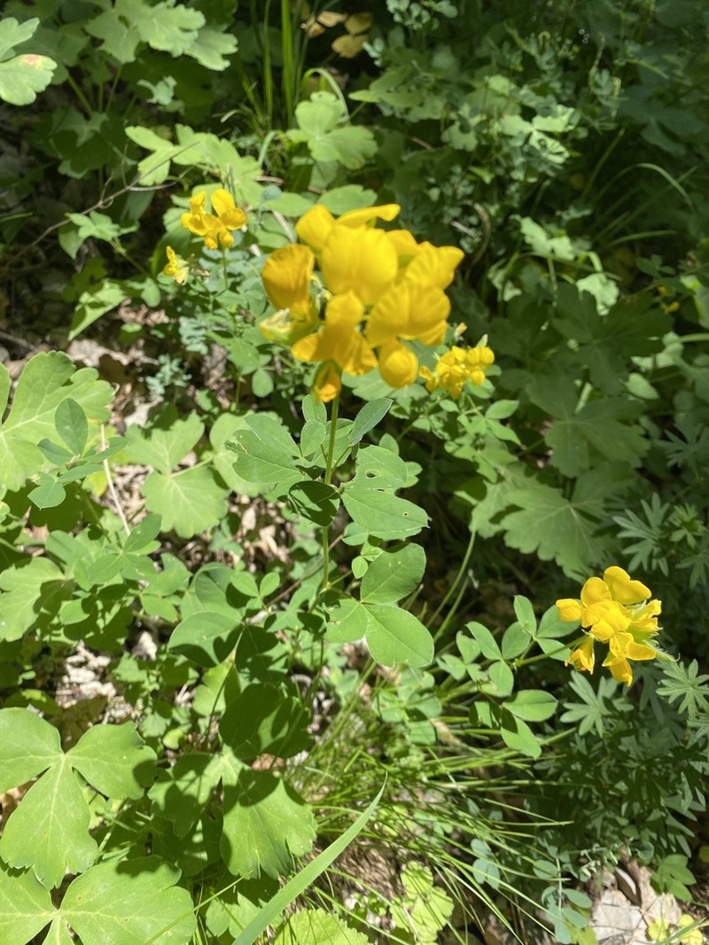 Argyrolobium biebersteinii photo 6