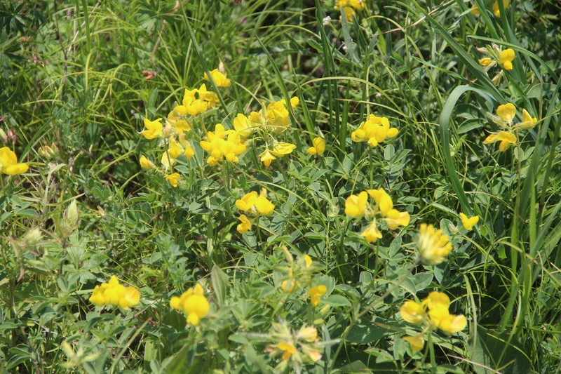 Argyrolobium biebersteinii photo 7