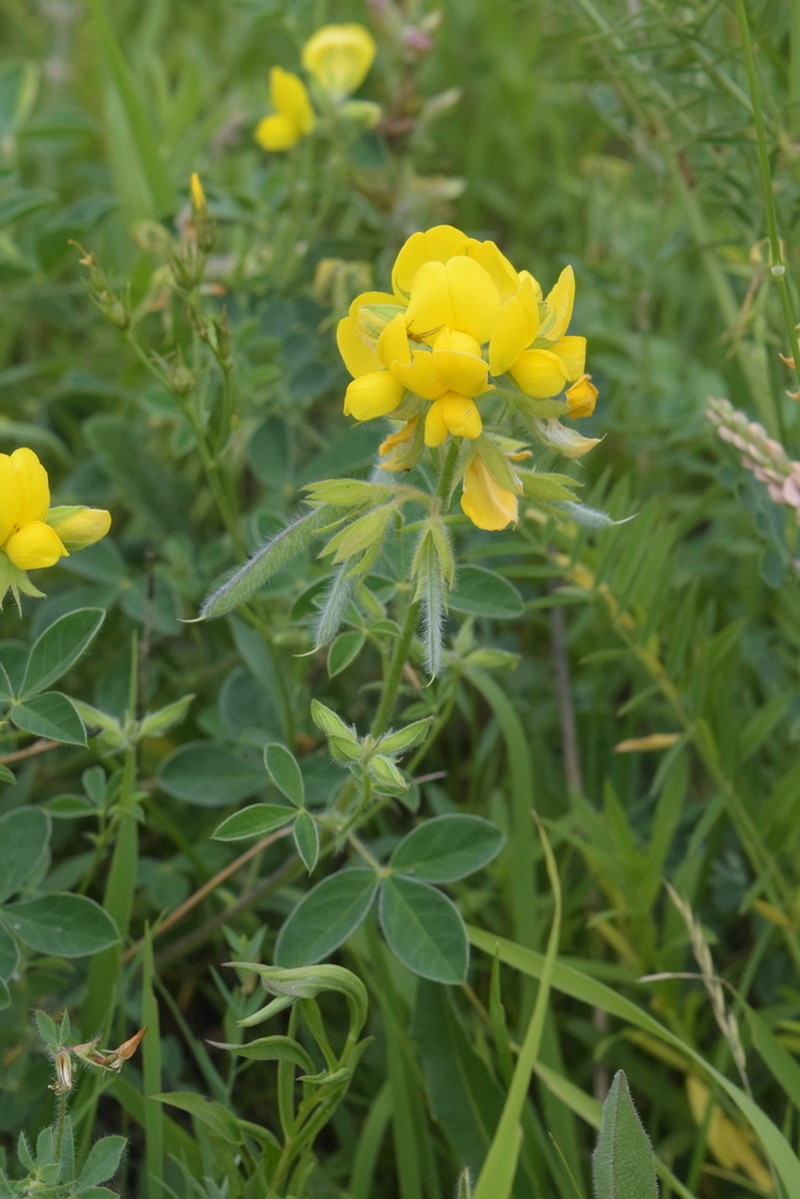 Argyrolobium biebersteinii photo 8