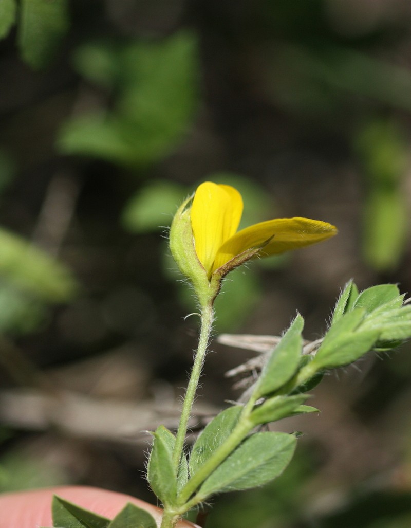Argyrolobium campicola