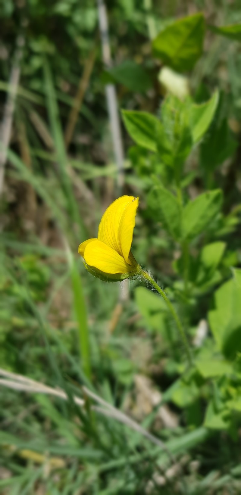 Argyrolobium campicola photo 4