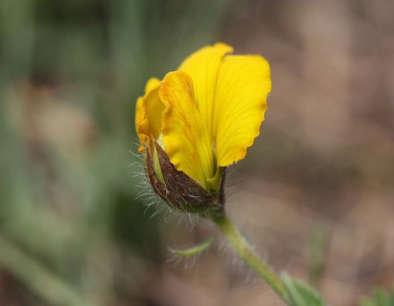 Argyrolobium campicola photo 6