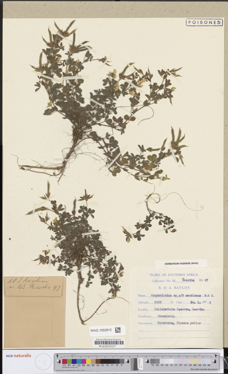 Argyrolobium candicans