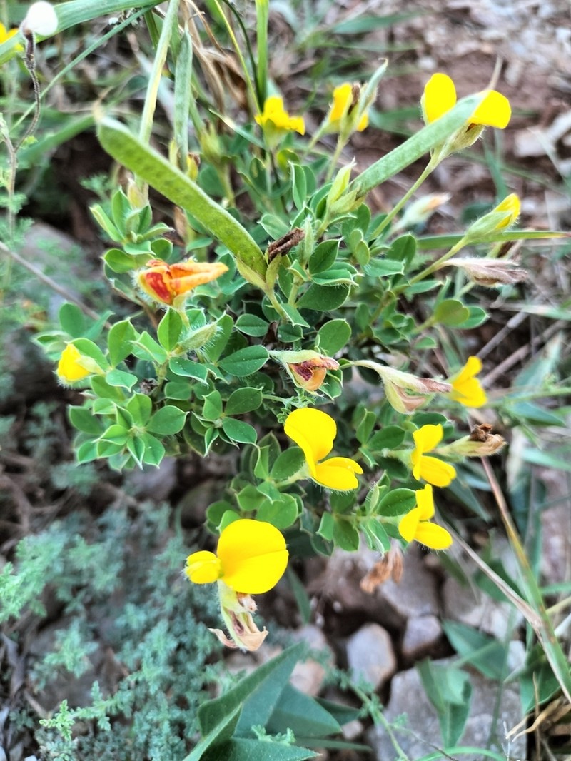 Argyrolobium collinum