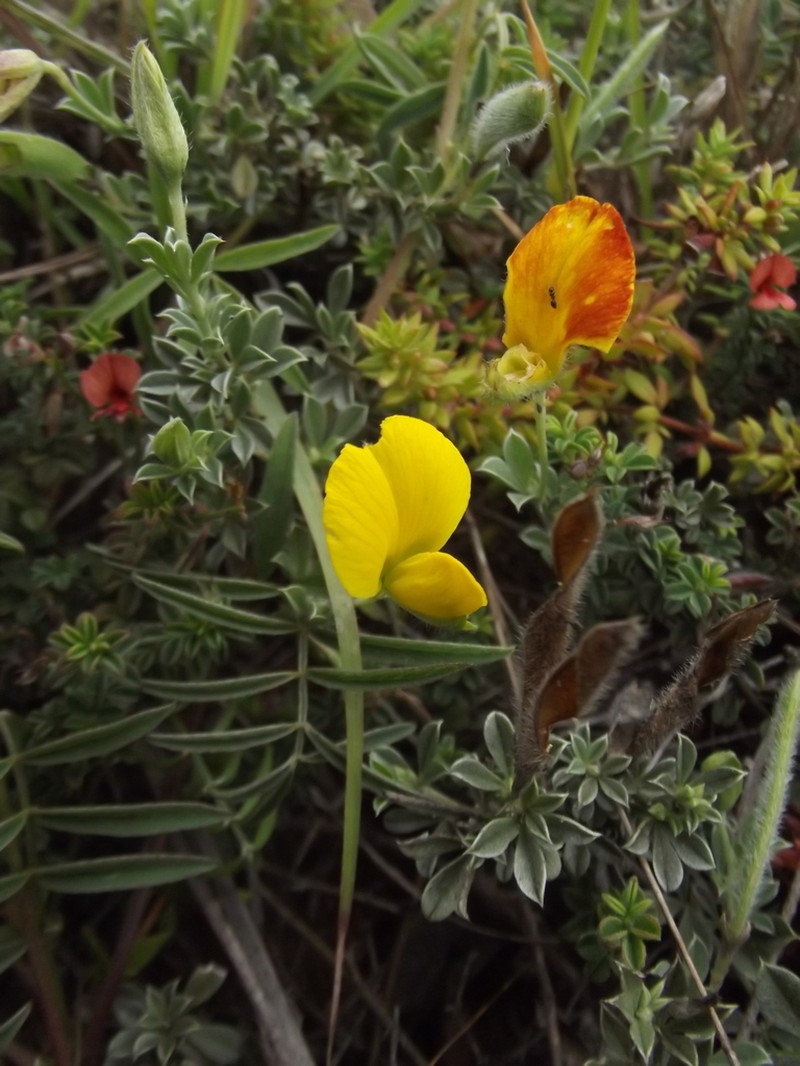 Argyrolobium collinum photo 2