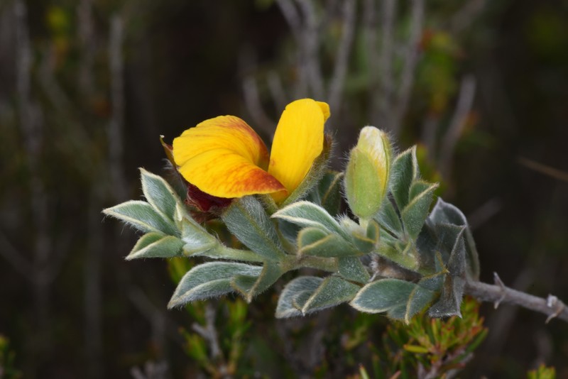 Argyrolobium collinum photo 3