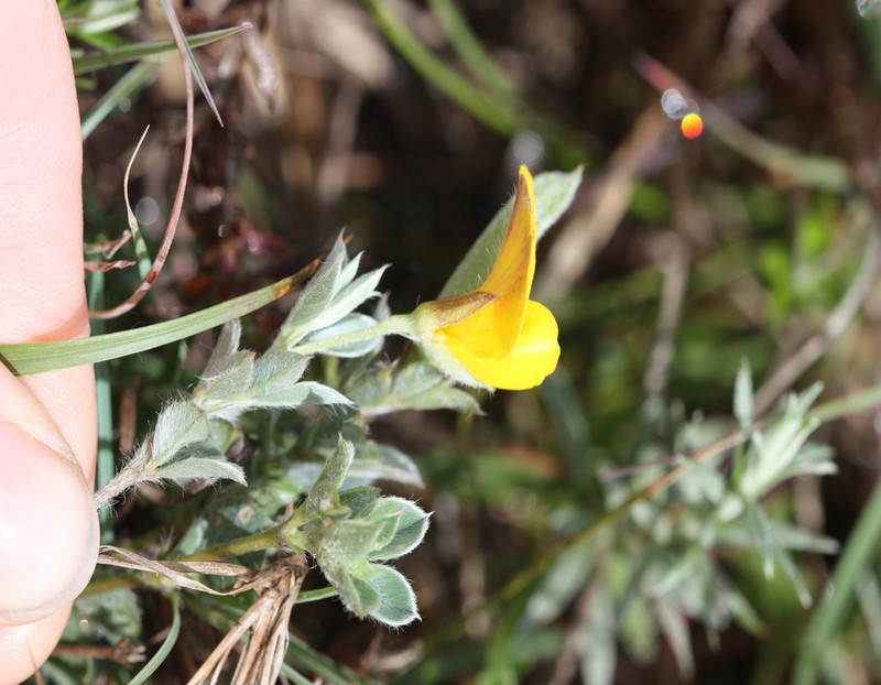 Argyrolobium collinum photo 4