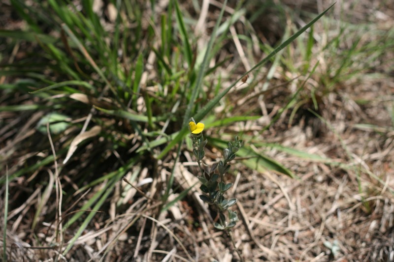 Argyrolobium collinum photo 5