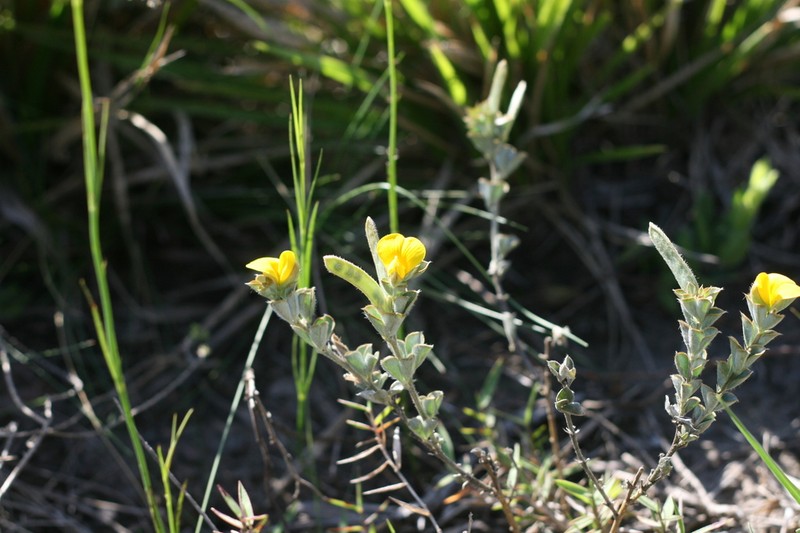 Argyrolobium collinum photo 6