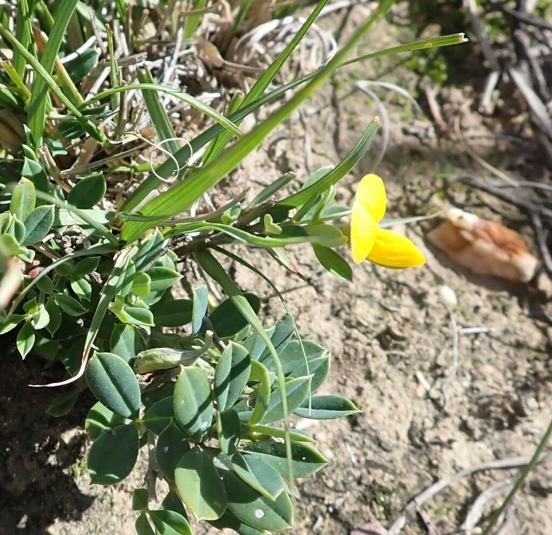 Argyrolobium collinum photo 7