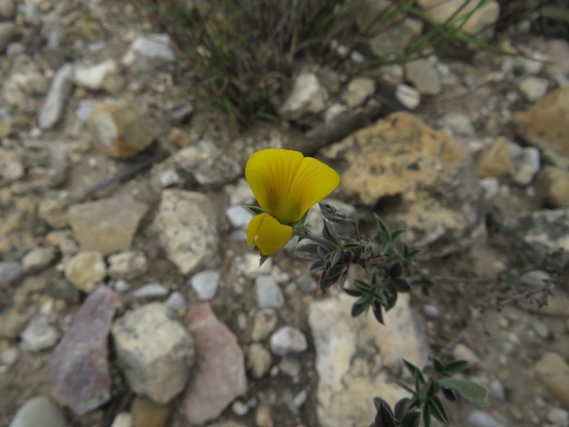 Argyrolobium collinum photo 8