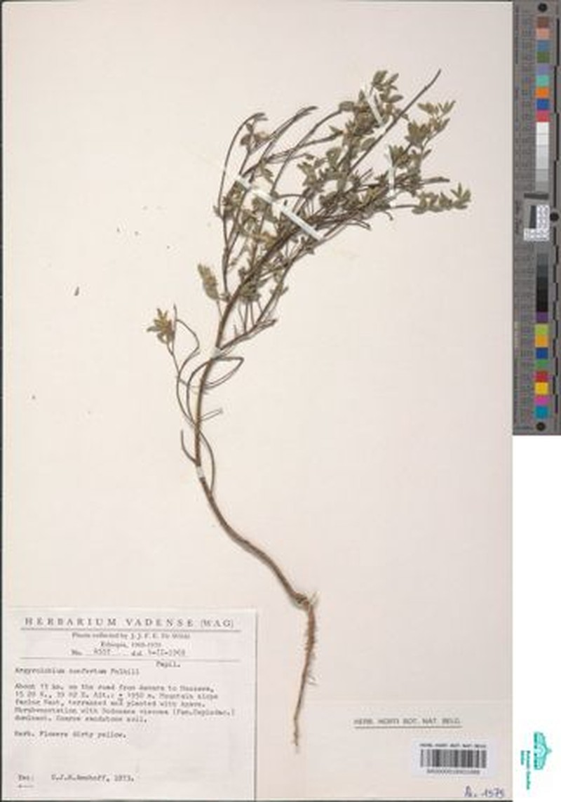 Argyrolobium confertum