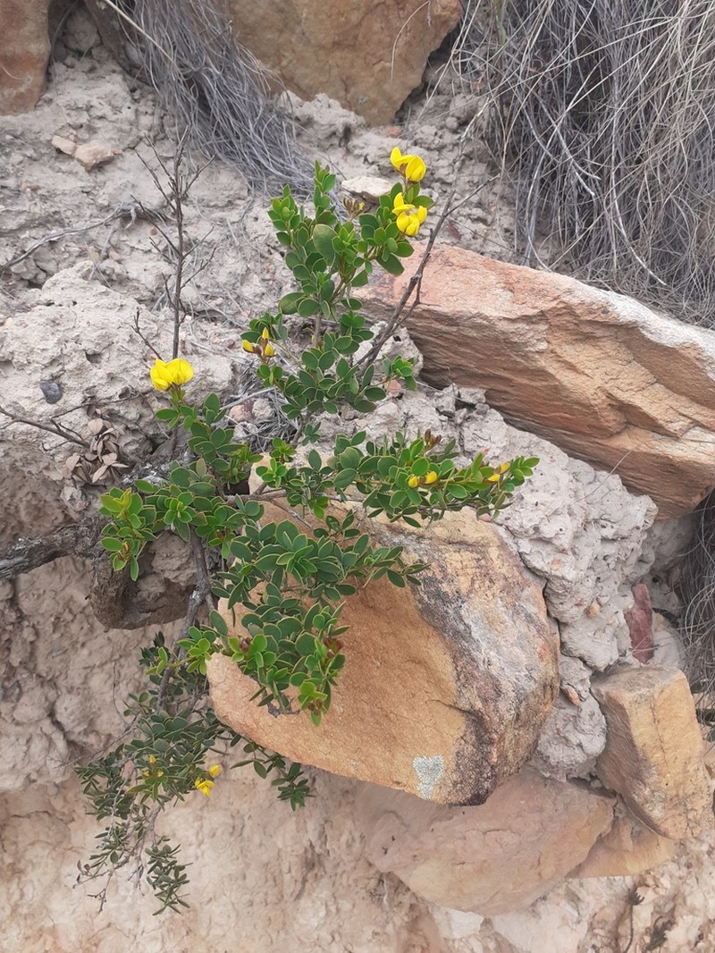Argyrolobium crassifolium