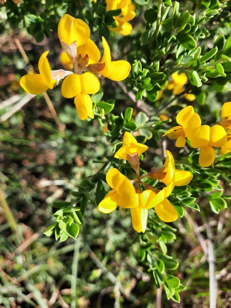 Argyrolobium crassifolium photo 2