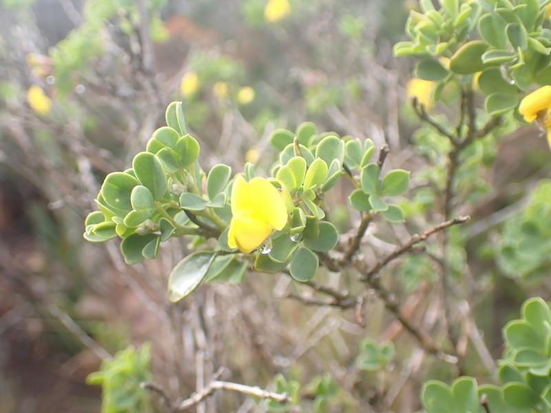 Argyrolobium crassifolium photo 3
