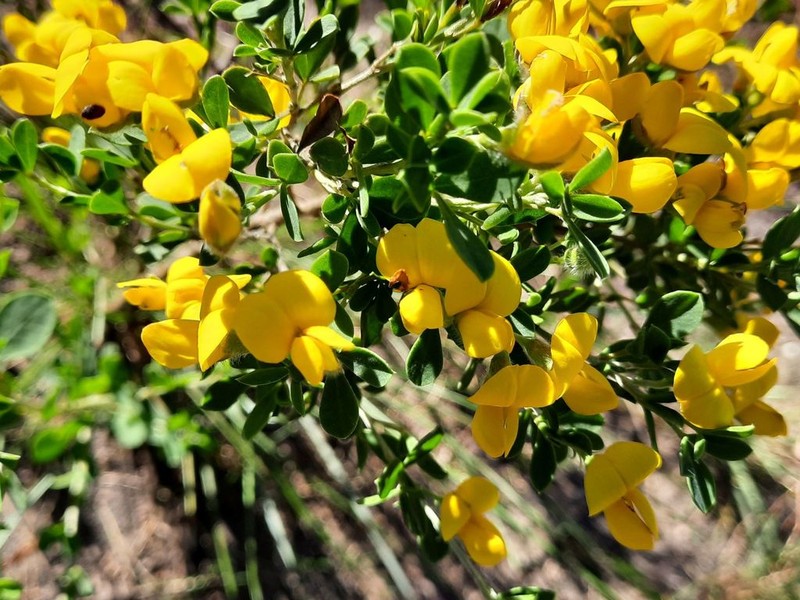 Argyrolobium crassifolium photo 4