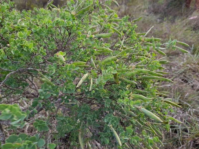 Argyrolobium crassifolium photo 5