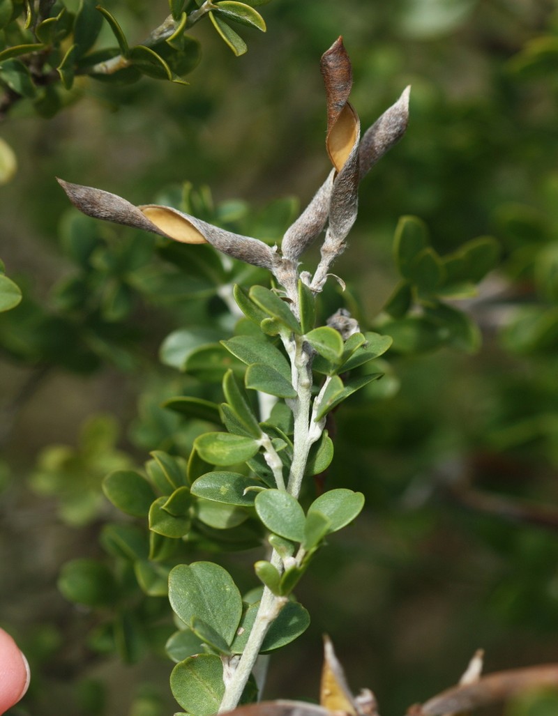 Argyrolobium crassifolium photo 6