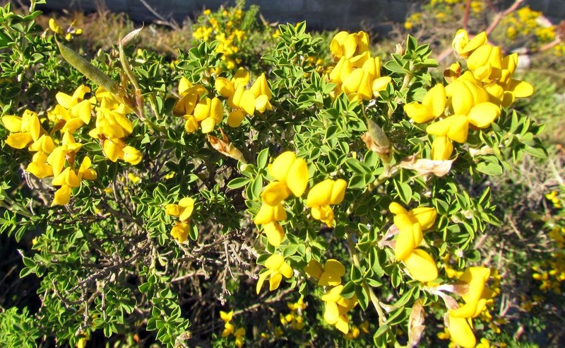 Argyrolobium crassifolium photo 7
