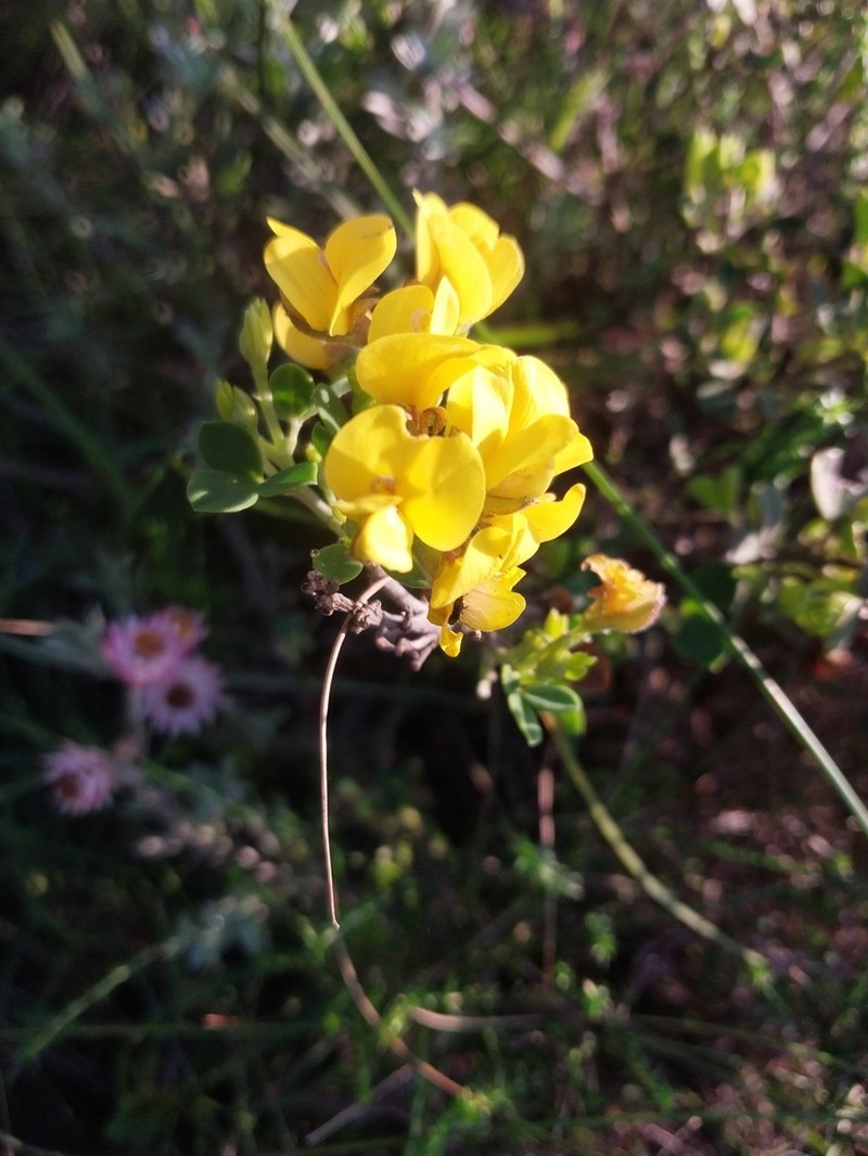Argyrolobium crassifolium photo 8