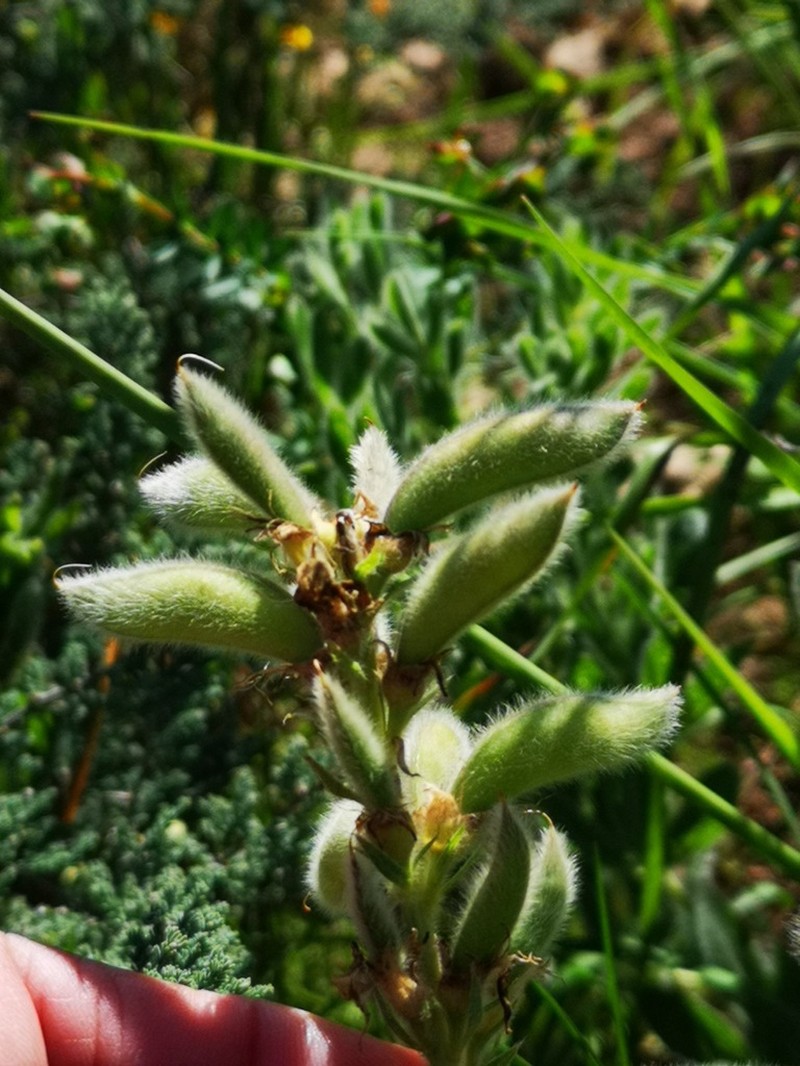 Argyrolobium crinitum