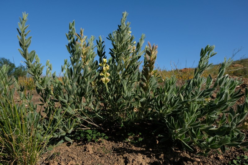 Argyrolobium crinitum photo 2