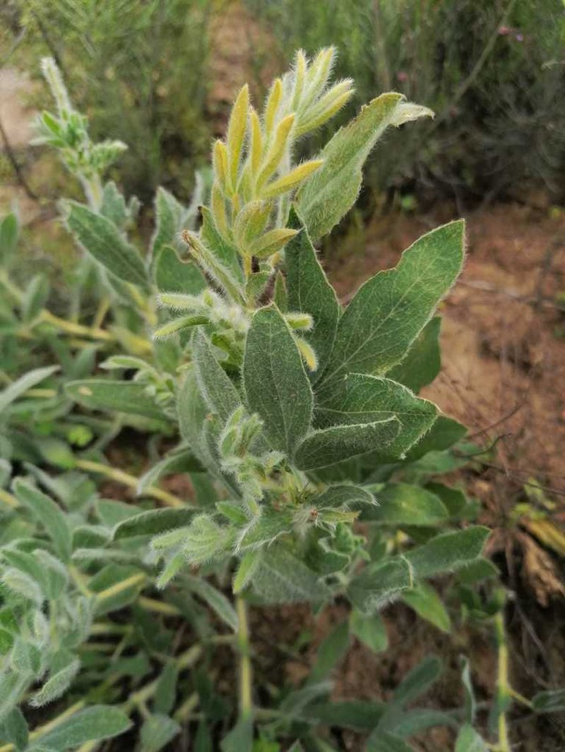 Argyrolobium crinitum photo 3