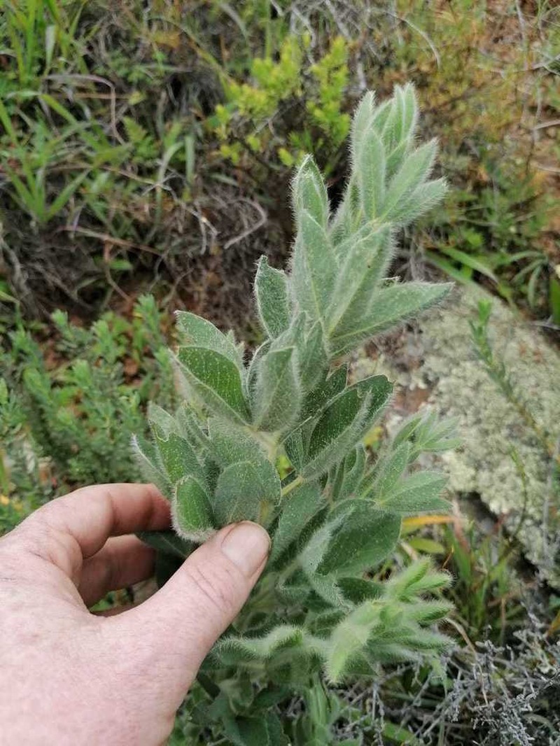Argyrolobium crinitum photo 4