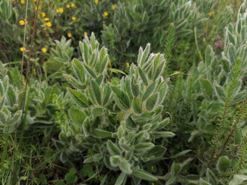 Argyrolobium crinitum photo 5