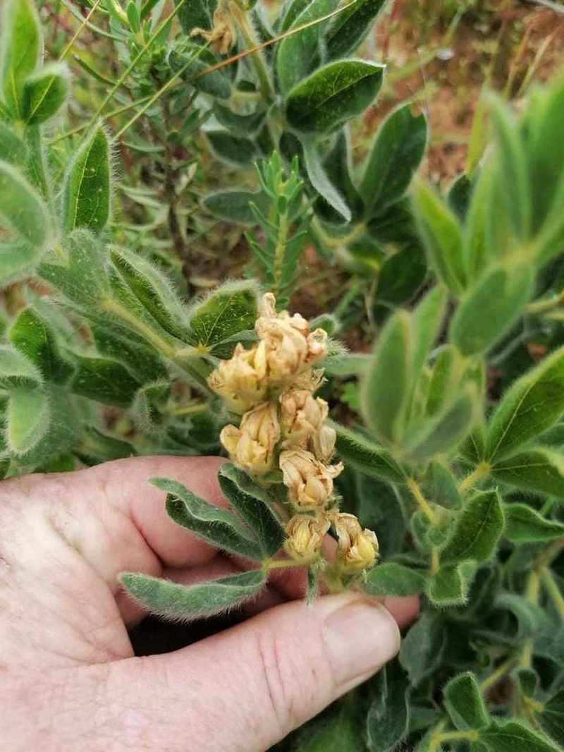 Argyrolobium crinitum photo 6