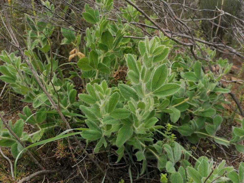 Argyrolobium crinitum photo 7