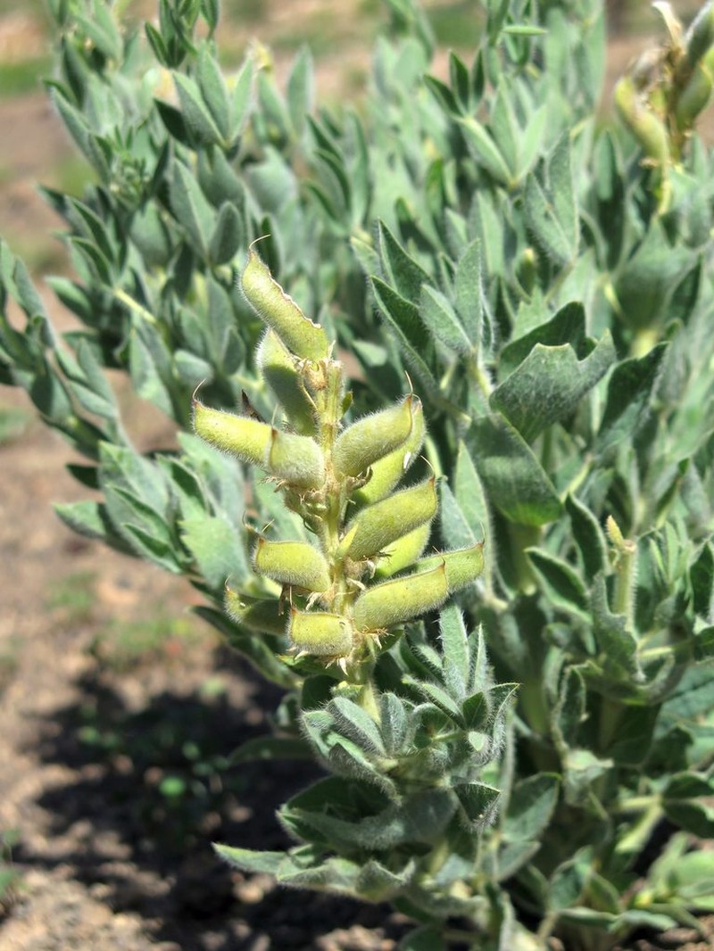 Argyrolobium crinitum photo 8
