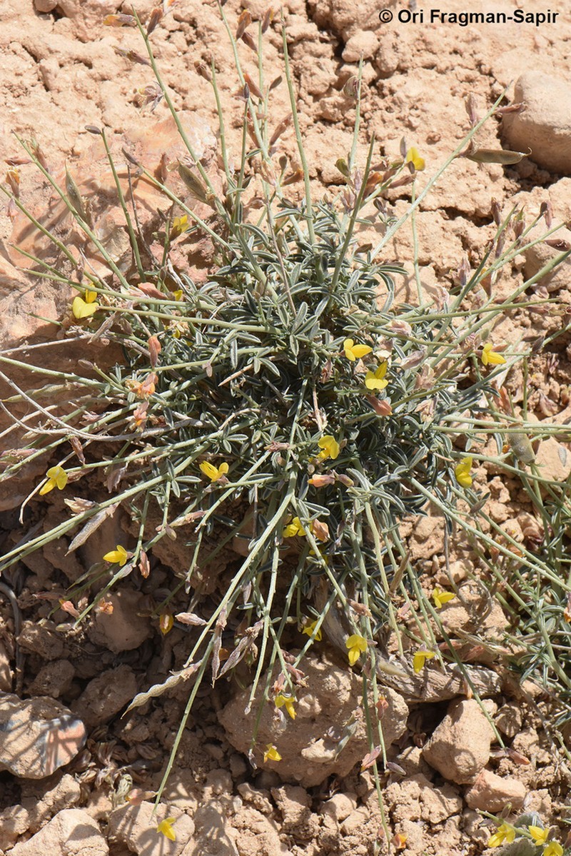 Argyrolobium crotalarioides