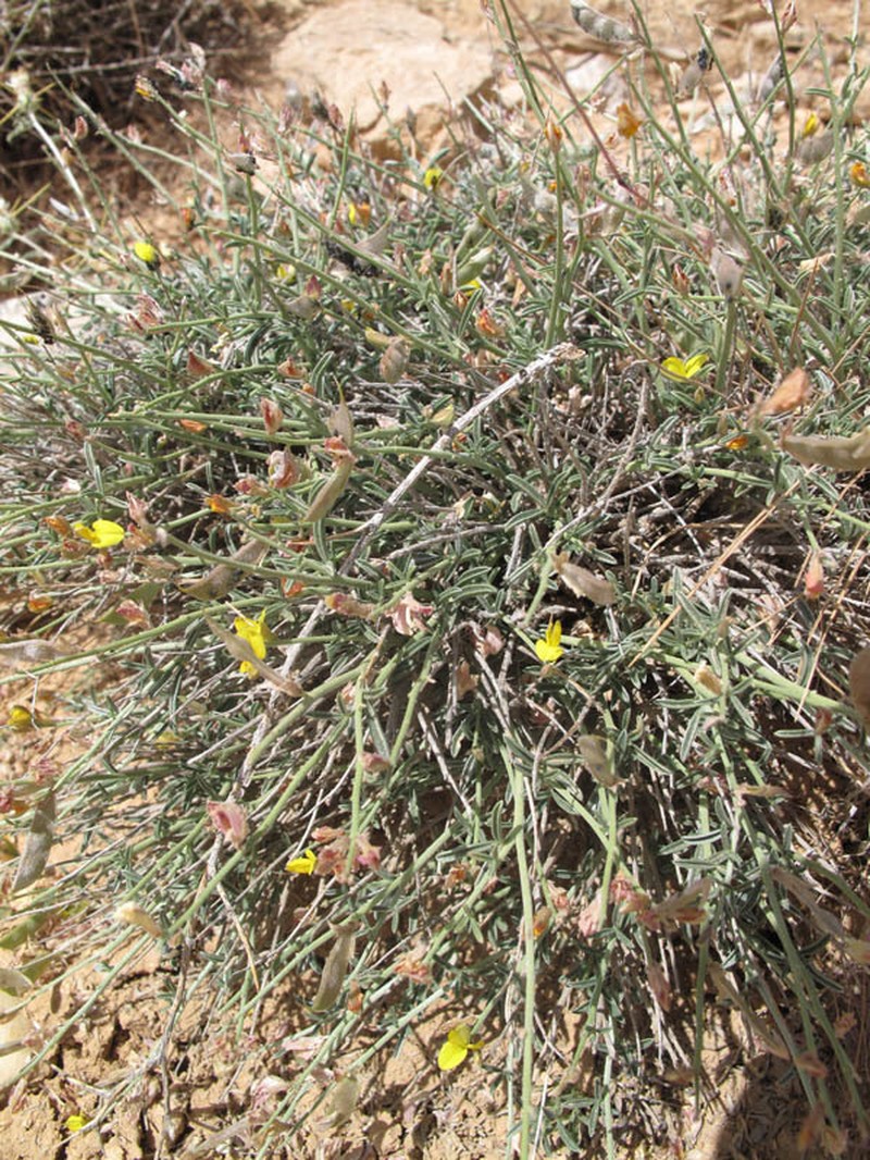 Argyrolobium crotalarioides photo 2