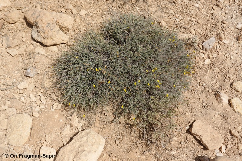 Argyrolobium crotalarioides photo 3