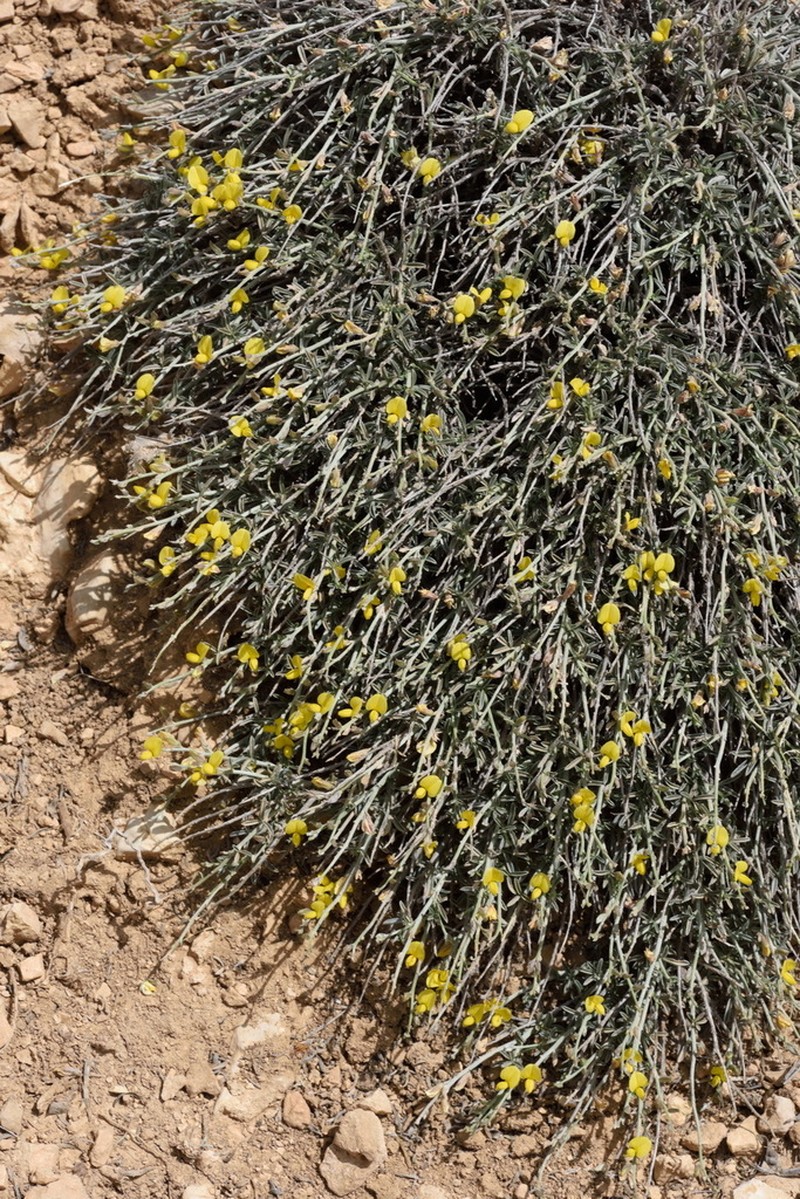 Argyrolobium crotalarioides photo 4