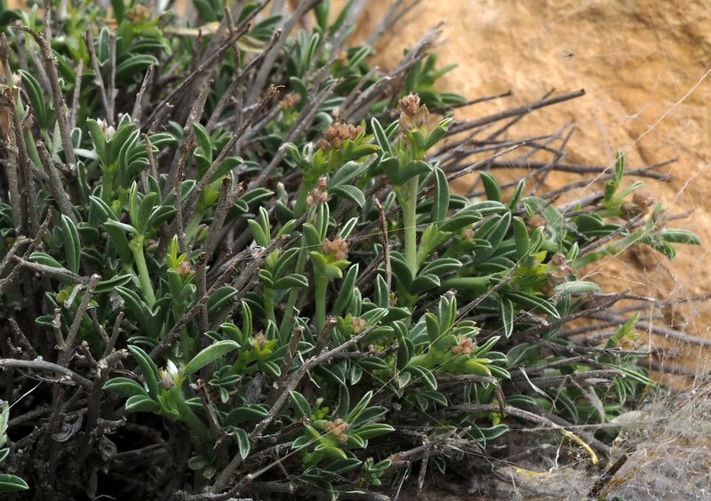 Argyrolobium crotalarioides photo 6