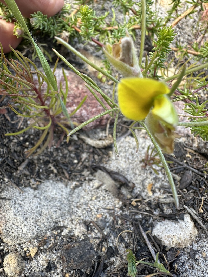 Argyrolobium filifolia