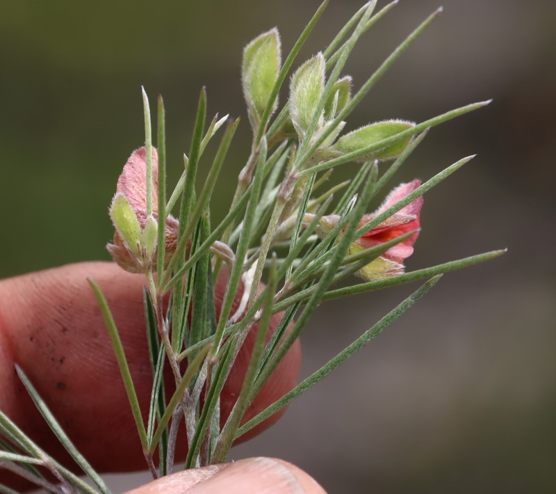 Argyrolobium filifolia photo 2