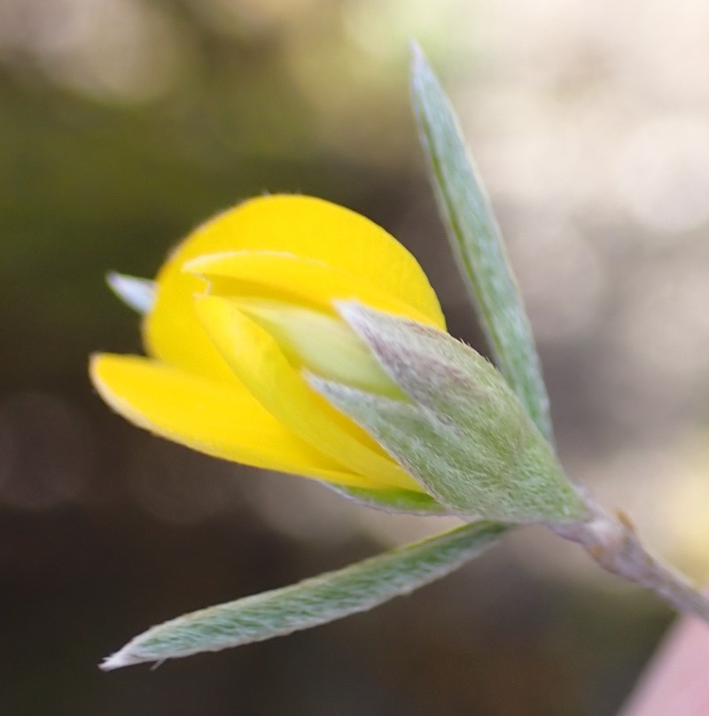 Argyrolobium filifolia photo 3