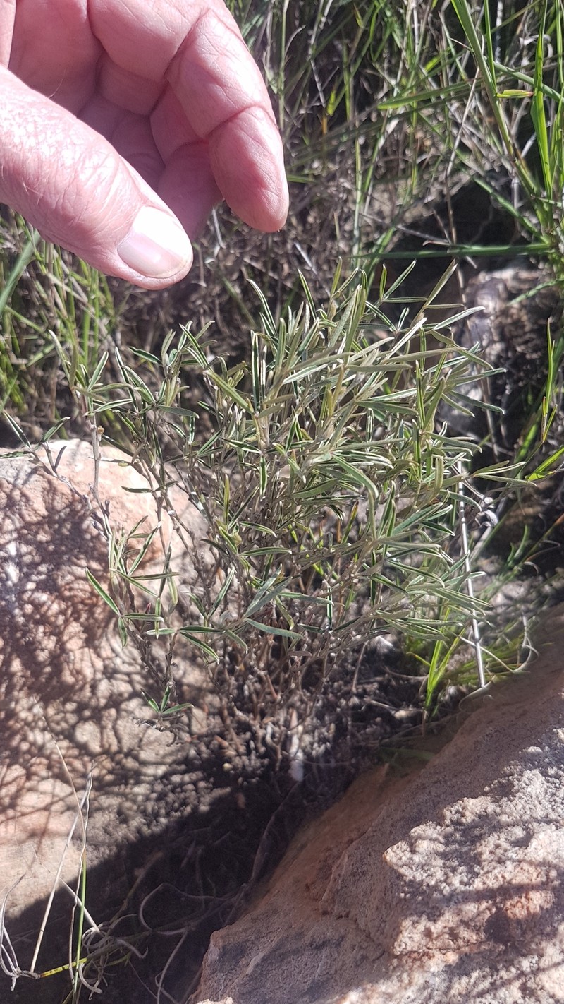 Argyrolobium filifolia photo 4