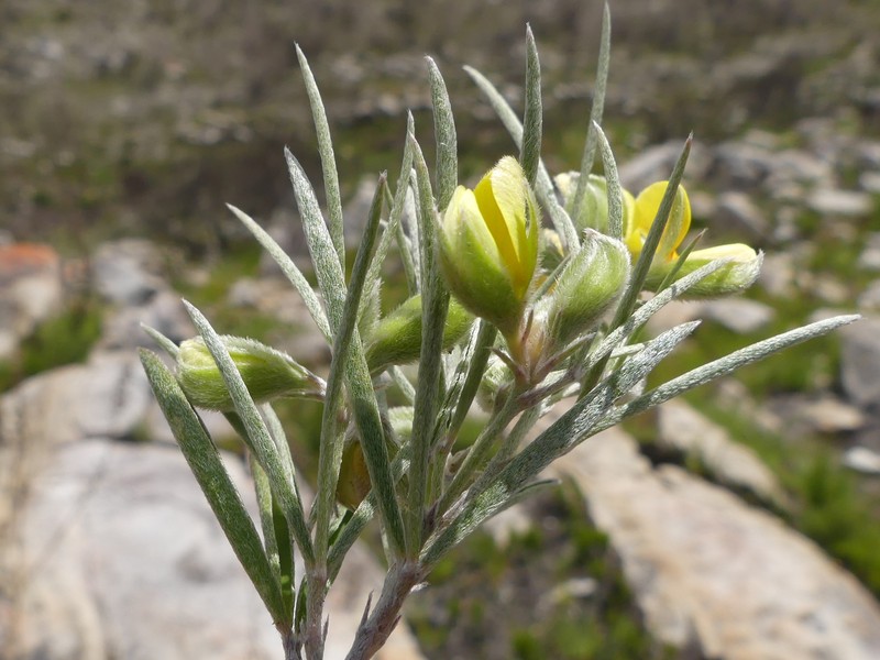 Argyrolobium filifolia photo 5